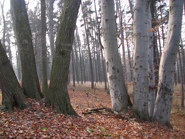 ESK STEDOHO - KALICH 538M,TROJHORA 451M